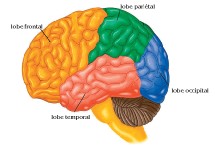 comment fonctionne le cerveau