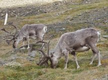 Expédition en terre arctique