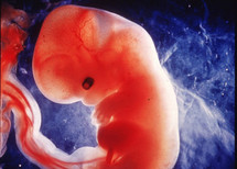 Bioéthique : l'embryon est-il une personne ?