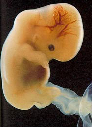 Bioéthique : l'embryon est-il une personne ?