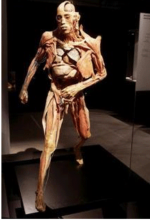 L'exposition 'Our body' interdite par la justice L'exposition 'Our body' interdite par la justice