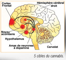 Effets et méfaits du cannabis Effets et méfaits du cannabis