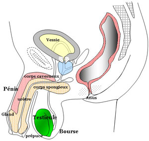 Les organes sexuels de l'homme