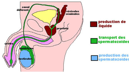 Les organes sexuels de l'homme