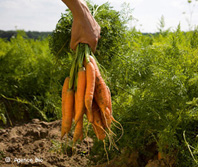 Jeunes créateurs des "Paniers du Citadin" Jeunes créateurs des "Paniers du Citadin"