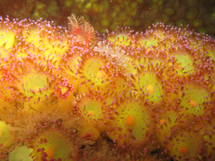 Anémones corynactis (Pointe St Mathieu) Anémones corynactis (Pointe St Mathieu)