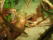 Seiche dans un herbier de zostères (Pointe St Mathieu)