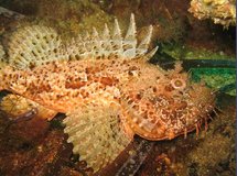 Rascasse (Le Lavandou) Rascasse (Le Lavandou)