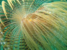 Détail de spirographe (Le Lavandou) Détail de spirographe (Le Lavandou)