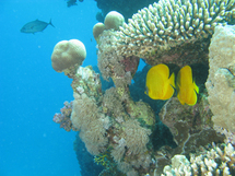 Poissons citrons dans le corail (Safaga) Poissons citrons dans le corail (Safaga)