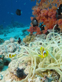 Demoiselles et poissons clowns sur une anémone et du corail rouge (Safaga)