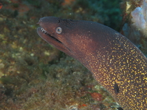 Murène (Pointe de la Revellata, Calvi)