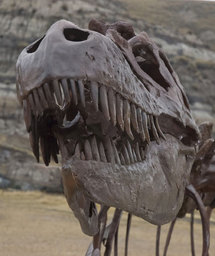 L'Albertosaurus, trouvé en Alberta (Canada). © Sue Sabrowski / Royal Tyrrell Museum L'Albertosaurus, trouvé en Alberta (Canada). © Sue Sabrowski / Royal Tyrrell Museum