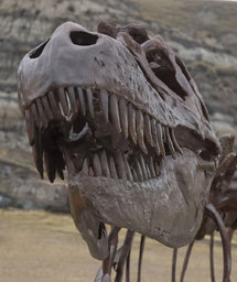 L'Albertosaurus, trouvé en Alberta (Canada). © Sue Sabrowski / Royal Tyrrell Museum