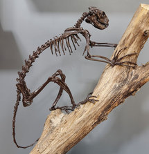 Notharctus, mammifère primitif, ancêtre des primates. Photo : Bernard Faye / MNHN Notharctus, mammifère primitif, ancêtre des primates. Photo : Bernard Faye / MNHN