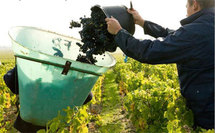 Vendanges 2010 : des centaines d'emplois saisonniers