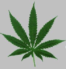 Cannabis : une étude confirme les risques pour la santé mentale