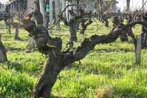 Pour Jérôme, le bonheur est dans les vignes ! Pour Jérôme, le bonheur est dans les vignes !
