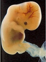 Les événements qui ont marqué l'année 2011  Les événements qui ont marqué l'année 2011