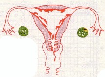 Ce mystérieux cycle féminin Ce mystérieux cycle féminin