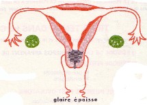 Ce mystérieux cycle féminin