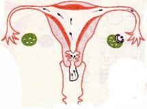 Ce mystérieux cycle féminin Ce mystérieux cycle féminin