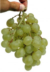 Les vendanges 2012 ont débuté dans la plupart des régions Les vendanges 2012 ont débuté dans la plupart des régions