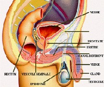 Un homme, une femme, comment c'est fait ? Un homme, une femme, comment c'est fait ?