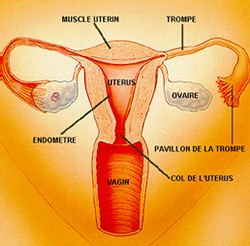 Un homme, une femme, comment c'est fait ?