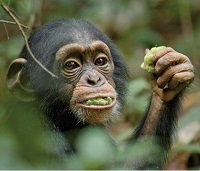 Photo du film ''Chimpanzés'', copyright : Walt Disney
