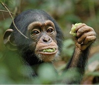Photo du film ''Chimpanzés'', copyright : Walt Disney Photo du film ''Chimpanzés'', copyright : Walt Disney