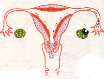 Tout savoir sur la fécondation