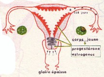 Tout savoir sur la fécondation