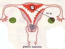 Tout savoir sur la fécondation