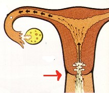 La glaire est sécrétée par des cryptes, sortes de replis, à l'intérieur du col de l'utérus et s'écoule dans le vagin sous l'action des oestrogènes