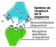 Addiction : comment le cerveau devient accro