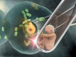 La recherche sur l'embryon humain autorisée en France