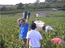 Début des vendanges 2013 : des jobs de vendangeurs à saisir