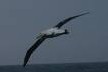 Rencontre avec les albatros et les baleines dans le monde austère des mers du sud