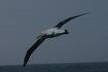Rencontre avec les albatros et les baleines dans le monde austère des mers du sud Rencontre avec les albatros et les baleines dans le monde austère des mers du sud