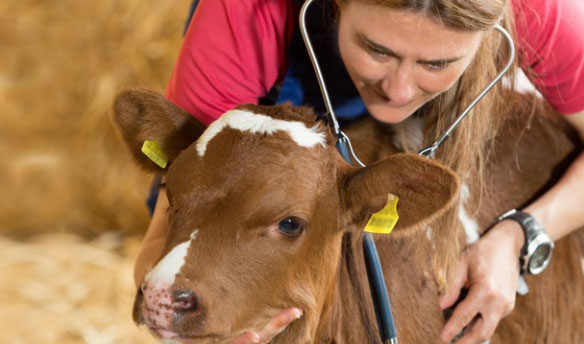 Orientation : la filière "véto" s'élargit pour endiguer la pénurie de vétérinaires