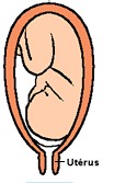 L'accouchement acte I : le col de l'utérus s'entrouvre