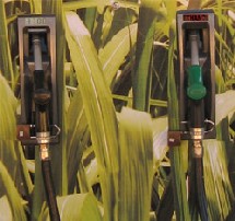 Au Brésil : canne à sucre pour l'éthanol Au Brésil : canne à sucre pour l'éthanol
