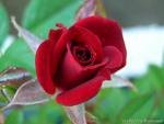 Saint-Valentin : comment lui montrer que je l'aime ? Saint-Valentin : comment lui montrer que je l'aime ?