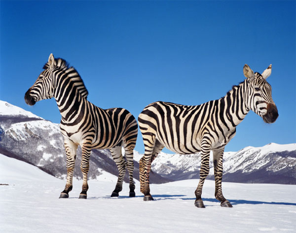 Paola PIVI - Untitled (zebras), 2003 140x171cm. Photographie de Hugo Glendinning. Avec l’aimable autorisation de l’artiste et la Galerie Perrotin.