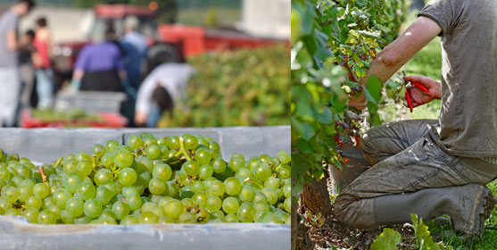 Faire les vendanges : où et quand ?