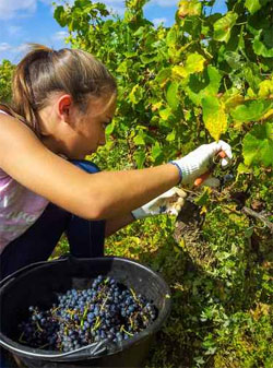 Vendanges 2015 : encore des jobs de vendangeurs à saisir