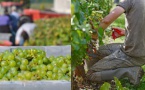 Faire les vendanges : où et quand ? Faire les vendanges : où et quand ?