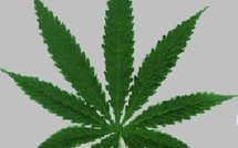 Cannabis : une étude confirme les risques pour la santé mentale