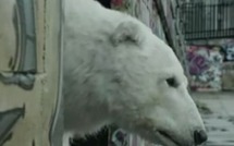 Un ours polaire meurt les rues de Londres : une vidéo choc de Greenpeace